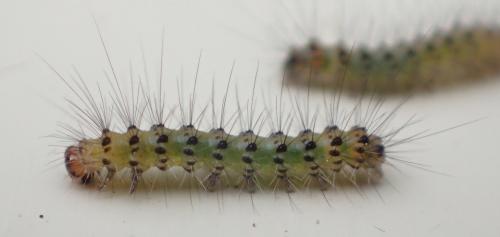 Spilosoma lubricipeda